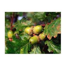 Attēlu rezultāti vaicājumam “Quercus robur fruit”