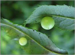 Attēlu rezultāti vaicājumam “Diplolepis eglanteriae”