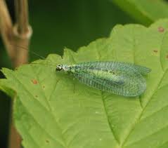 Attēlu rezultāti vaicājumam “Chrysopa”