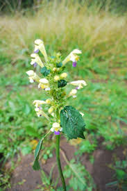 Attēlu rezultāti vaicājumam “Galeopsis speciosa”