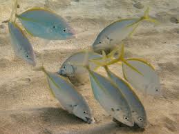 Image result for Pseudocaranx dentex