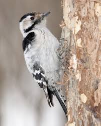 Attēlu rezultāti vaicājumam “Dendrocopos minor female”