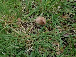 Attēlu rezultāti vaicājumam “Diachea leucopodia young”