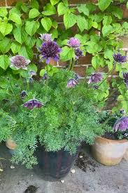 Attēlu rezultāti vaicājumam “Pulsatilla”