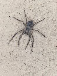 Attēlu rezultāti vaicājumam “Philodromus margaritatus”