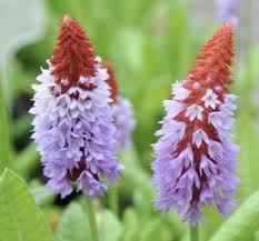 Attēlu rezultāti vaicājumam “Primula x margotae flower”