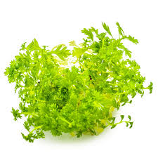 Attēlu rezultāti vaicājumam “Hottonia palustris leaf”