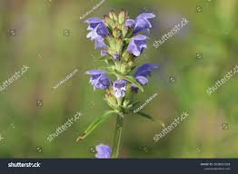 Attēlu rezultāti vaicājumam “Dracocephalum ruyschiana”