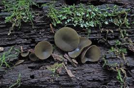 Attēlu rezultāti vaicājumam “Chlorencoelia versiformis”