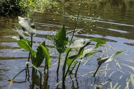 Attēlu rezultāti vaicājumam “Alisma plantago-aquatica leaf”