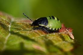 Attēlu rezultāti vaicājumam “Palomena prasina nymph”