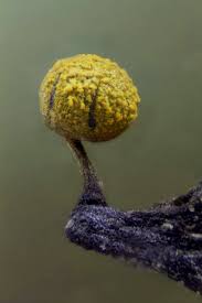 Attēlu rezultāti vaicājumam “Physarum ovisporum”