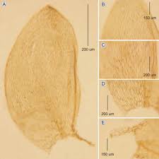 Attēlu rezultāti vaicājumam “Plagiothecium denticulatum”