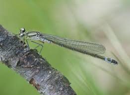 Attēlu rezultāti vaicājumam “Coenagrion armatum female”