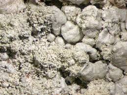 Attēlu rezultāti vaicājumam “Arthonia byssacea”