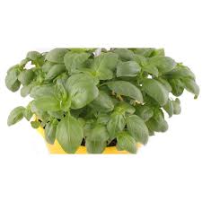 Image result for Basilikum