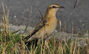 Image result for Oenanthe hispanica