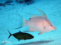 Image result for Lachnolaimus maximus