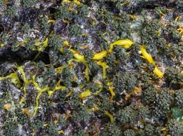 Attēlu rezultāti vaicājumam “Physarum luteolum spores”