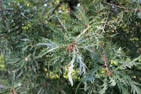 Attēlu rezultāti vaicājumam “Quercus robur fo. pectinata”