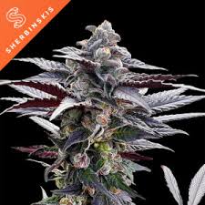 Image result for Frostabella ginsterfarmii