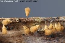 Attēlu rezultāti vaicājumam “Oligonema persimile sessile”