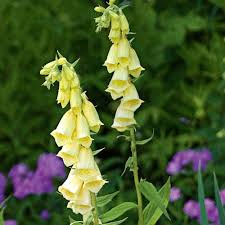 Image result for Digitalis grandiflora