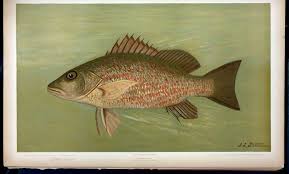 Image result for Lutjanus griseus