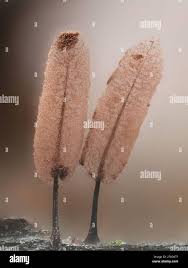 Attēlu rezultāti vaicājumam “Stemonitopsis sp.”