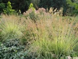 Attēlu rezultāti vaicājumam “Molinia caerulea”