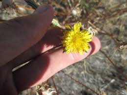 Image result for Agoseris major