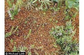 Attēlu rezultāti vaicājumam “Sphagnum fuscum”