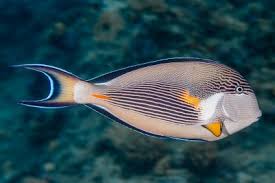 Image result for Acanthurus bahianus