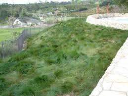 Attēlu rezultāti vaicājumam “Festuca rubra subsp. rubra leaf”
