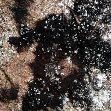 Attēlu rezultāti vaicājumam “Cystocoleus ebeneus”