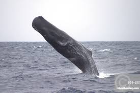 Image result for Physeter macrocephalus