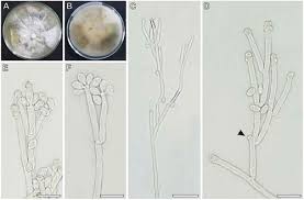 Attēlu rezultāti vaicājumam “Hypoxylon fragiforme / howeianum”