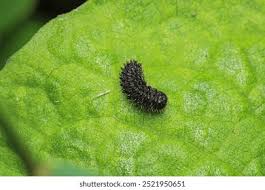 Attēlu rezultāti vaicājumam “Cimbex femoratus larva”