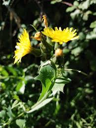 Attēlu rezultāti vaicājumam “Sonchus oleraceus leaf”
