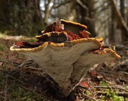 Attēlu rezultāti vaicājumam “Trachyspora intrusa”