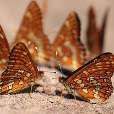 Attēlu rezultāti vaicājumam “Euphydryas maturna”