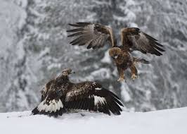 Attēlu rezultāti vaicājumam “Aquila chrysaetos adult”