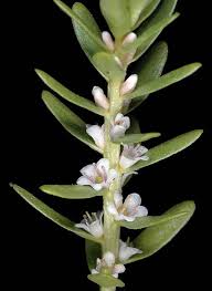 Attēlu rezultāti vaicājumam “Glaux maritima leaf”