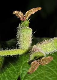 Attēlu rezultāti vaicājumam “Juglans cinerea”