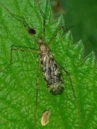 Attēlu rezultāti vaicājumam “Epiphragma ocellare”