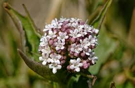 Image result for Baldrian