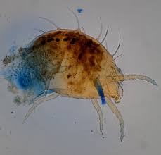 Attēlu rezultāti vaicājumam “Panonychus”