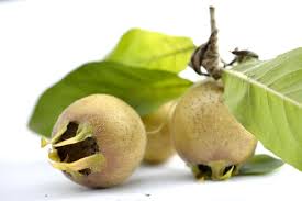 Attēlu rezultāti vaicājumam “Mespilus germanica leaf”