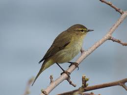 Attēlu rezultāti vaicājumam “Phylloscopus collybita”