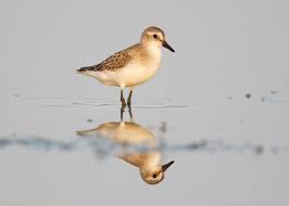 Image result for Calidris pusilla